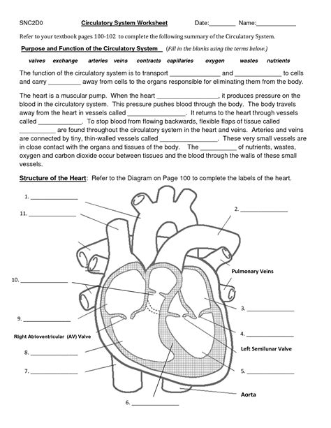 Circulatory System Grade 4