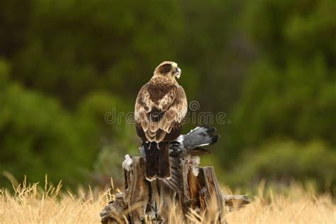 Booted Eagle in the Forest with a Prey Stock Image - Image of mountains, autumn: 260506901