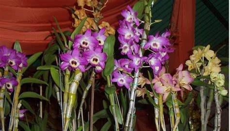 How to Grow a Dendrobium Orchid | Garden Guides