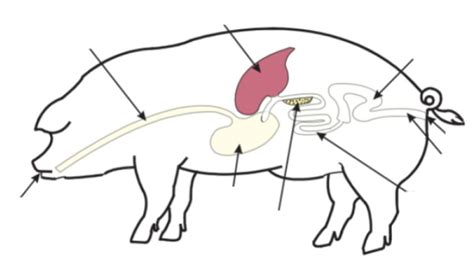 Monogastric Digestive System Diagram | Quizlet