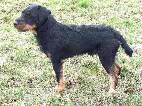 Jagdterrier - Temperament, Lifespan, Shedding, Puppy