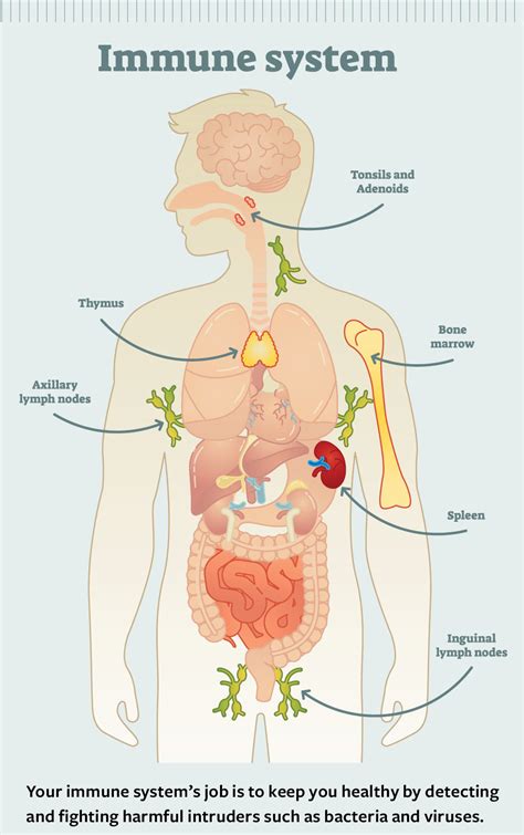 Immune System | NIH MedlinePlus Magazine