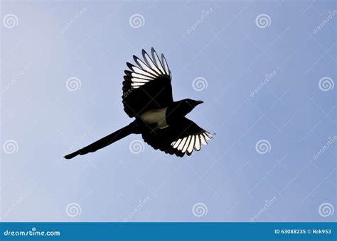 Black-billed Magpie with Its Wings Lit Up in the Bright Sunlight Stock Image - Image of magpie ...