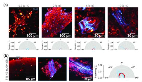 Differentiation analysis of C2C12 cells. (a) 2P microscopy of... | Download Scientific Diagram