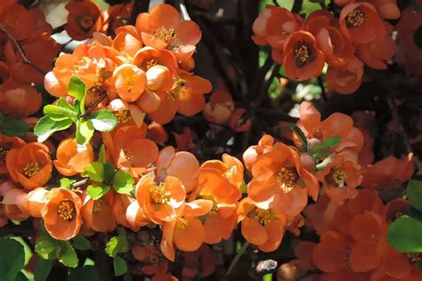 8 Orange Flowering Shrubs (with Pictures) - Plantglossary