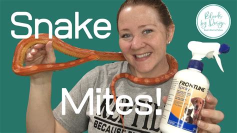 How to get rid of Snake Mites - YouTube