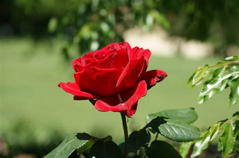 File:Beautiful Red Rose.jpg - Wikimedia Commons