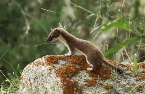 Weasel - Description, Habitat, Image, Diet, and Interesting Facts