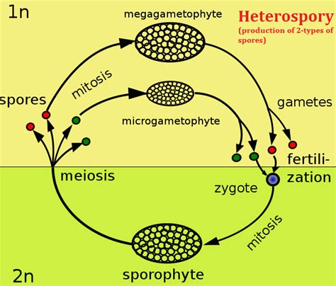 Gnetales/Gnetum:Characters, Taxonomy, Morphology and Anatomy