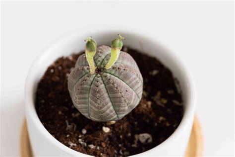 Baseball Plant: Indoor Plant Care & Growing Guide