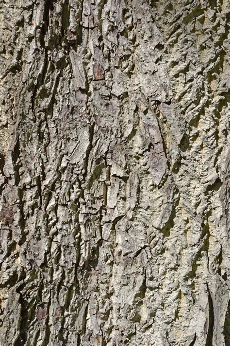 Free photo: Bark of english walnut - Bark, Cork, Cracked - Free ...