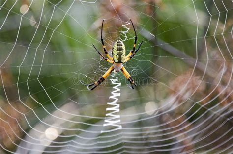 Spider Web Yellow Garden Zipper Spider Stock Image - Image of county ...