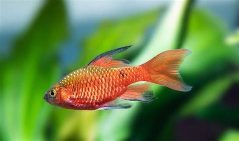 Rosy Barb (Pethia conchonius): Ultimate Care Guide - Fish Laboratory