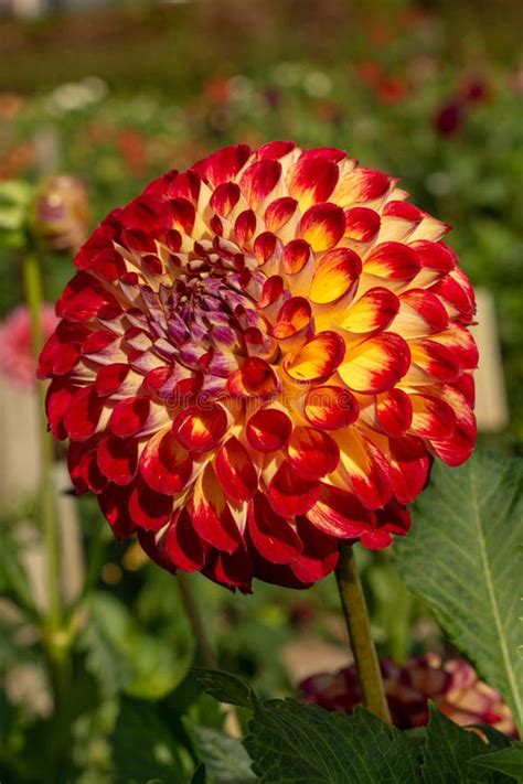 Big Colorful Round Flowers of Dahlia Plant in Garden, Floral Background Stock Photo - Image of ...