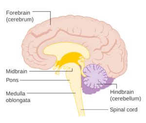 Reticular Formation - Physiopedia