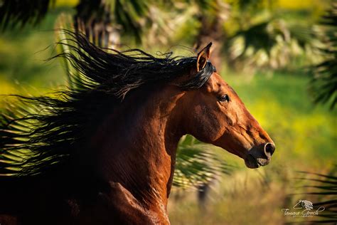 Horse with flying mane photo | Photos by Jess Lee