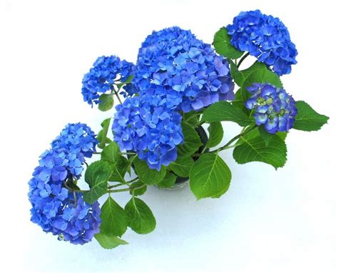 Free stock photos - Rgbstock - Free stock images | blue hortensia | lusi | February - 09 - 2010 ...