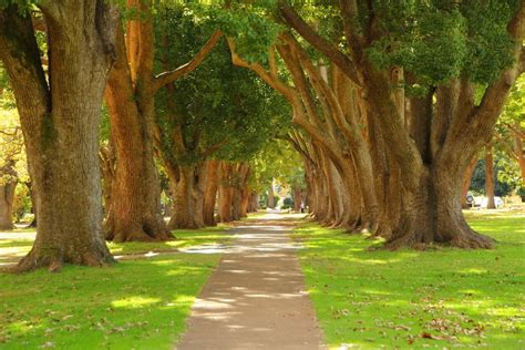 Walking path through Queens Park Toowoomba | Toowoomba, The great outdoors, Landscape