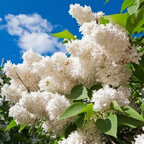 Common Lilac Varieties: What Are Different Types Of Lilac Bushes ...