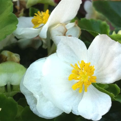 White begonia | Begonia, Plants, Flowers