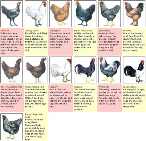 An Illustrated Guide to Hen and Rooster Varieties | MOTHER EARTH NEWS | Rabbit farm, Game birds ...