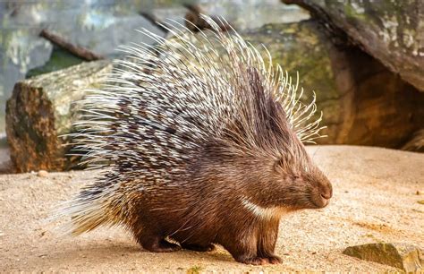 The World of Porcupines: Uncovering Nature's Prickly Creatures