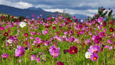 La route des fleurs sauvages du Cap Nord | Afrique du Sud Découverte