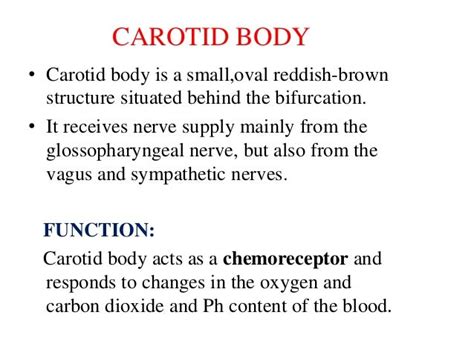 External carotid artery, branches and ligation