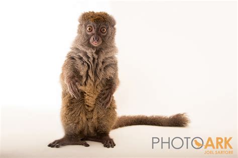 Lemur supermodels strike a pose for Photo Ark project - Duke Lemur Center