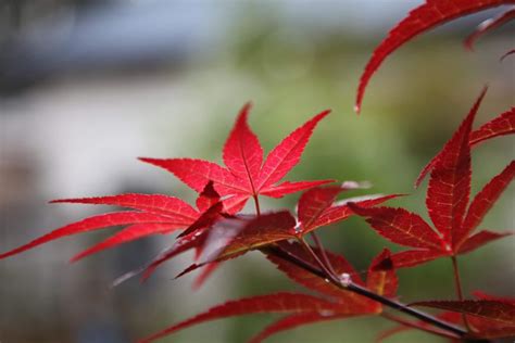 Acer Palmatum Atropurpureum - TheTreeShop Plant Nursery Melbourne