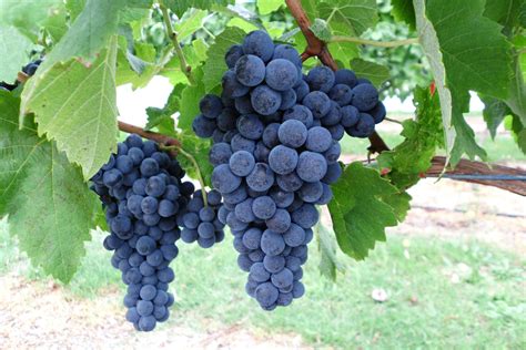 Alternative wine grape evaluation in Manjimup | Agriculture and Food