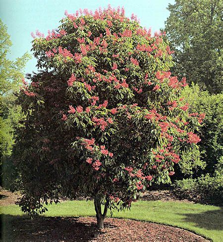 Red Buckeye – Aesculus pavia | University of Alabama Arboretum ...