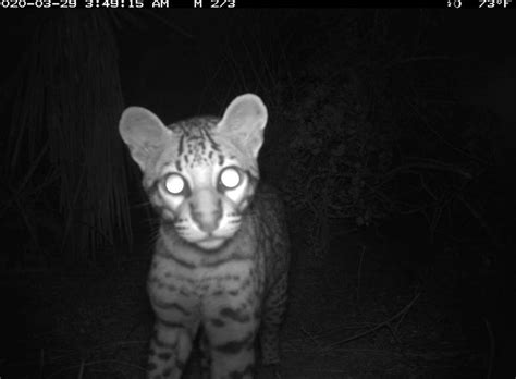 Rare wild ocelot spotted on South Texas wildlife refuge