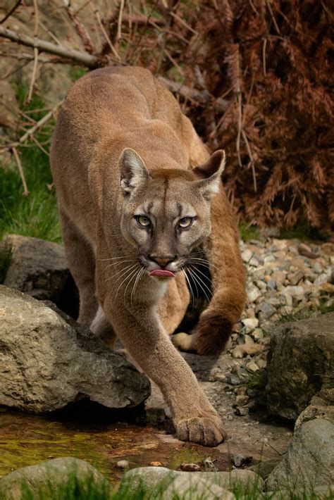 Rodenticide May Be Harmful To Mountain Lions - Canyon News