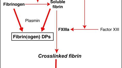 Fibrinolysis