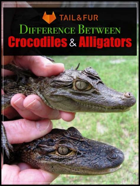 Know the Difference Between Crocodiles And Alligators