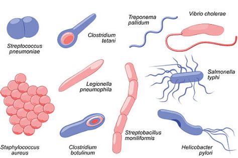 Unicellular Organisms: Types, Characteristics, Examples