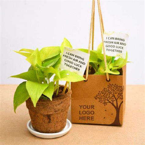 Buy Environment Day Gifts online from Nurserylive at lowest price.