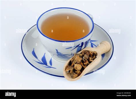 Cup of gentian root tea, large-leaved gentian root (Gentianae macrophyllae Radix), gentian root ...