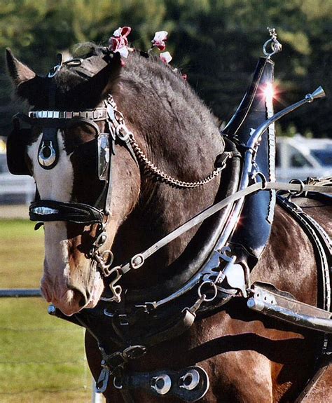 Clydesdale Draft Horse Photograph by Sandra Huston - Fine Art America