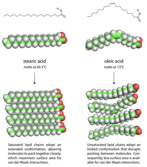 Saturated Fatty Acid