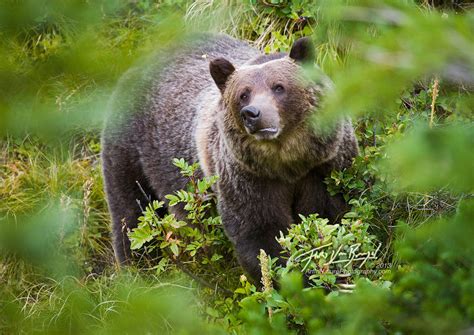 Grizzly Bear : Glacier NP, MT : Art in Nature Photography