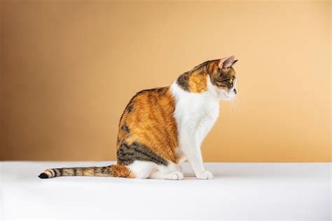 Premium Photo | Stock photography full-length cat looking sideways