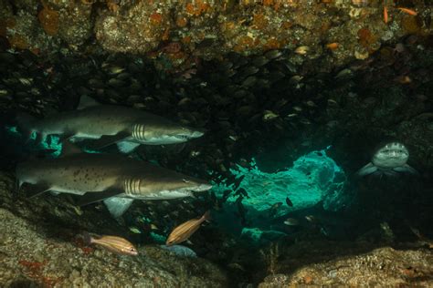 Socorro Island Liveaboard, Mexico - Updated 2024 Prices