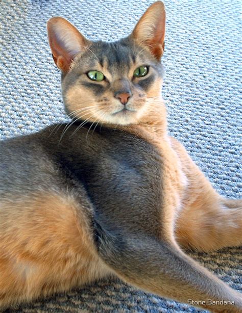 "Generic Abyssinian Blue Male Cat " by Stone Bandana | Redbubble