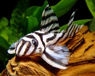 Zebra Pleco - Fishes