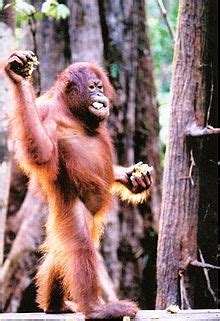 Orangutang - Wikipedia