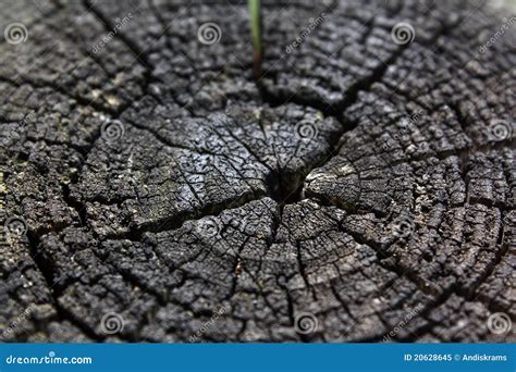 Growth rings stock image. Image of gray, pattern, wilderness - 20628645