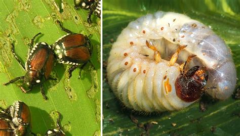 Japanese Beetle Larvae Control