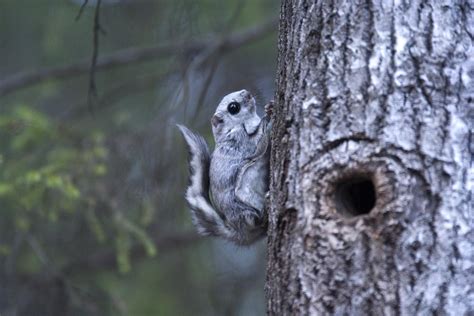 Predicting suitable habitats for the Siberian flying squirrel in ...